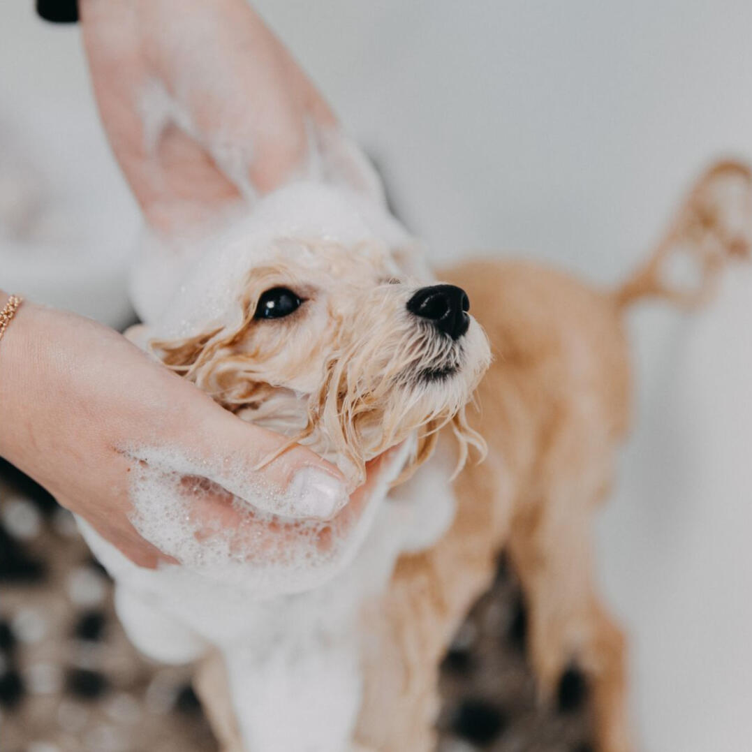 Baño cacnino Se realizan baños caninos, completos, shampoo, secado y cepillado, baños para piel sensible, baño antipulga, baño sanitario, limpieza de glándulas, corte de uñas, oídos